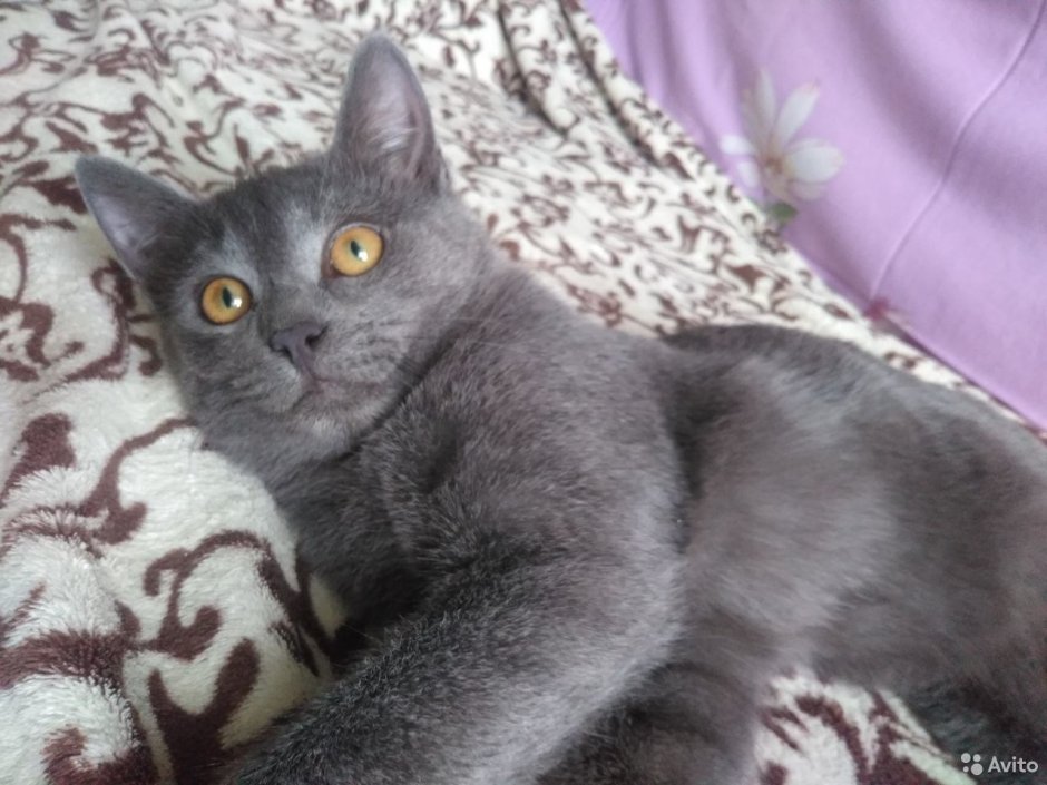 Шоколадный метис британца и обычной кошки