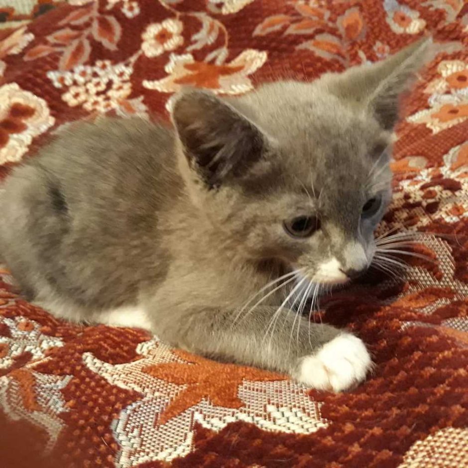 Метис британца и обычной кошки