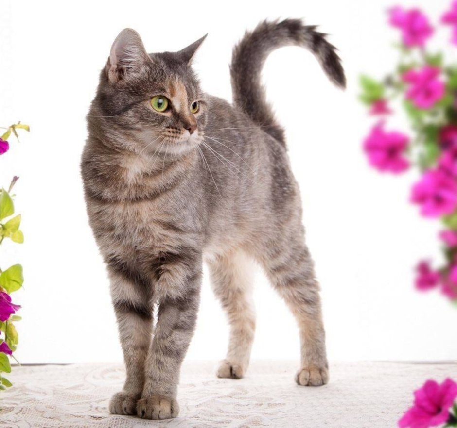 Метисы голубой кошки