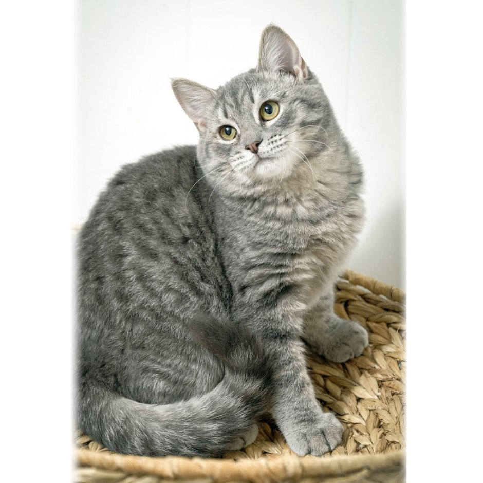 Британский кот метис