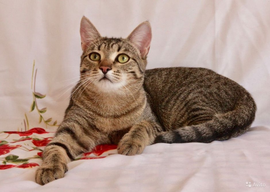 Азиатская табби кошка