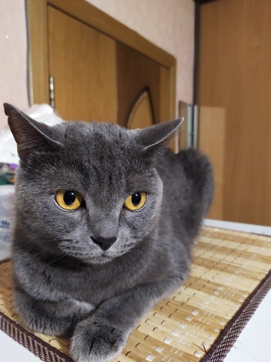 Метис британской кошки