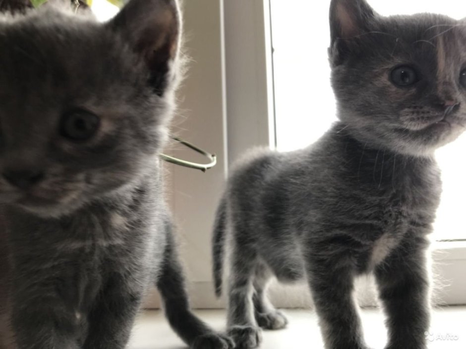 Метисы британских и дворовых