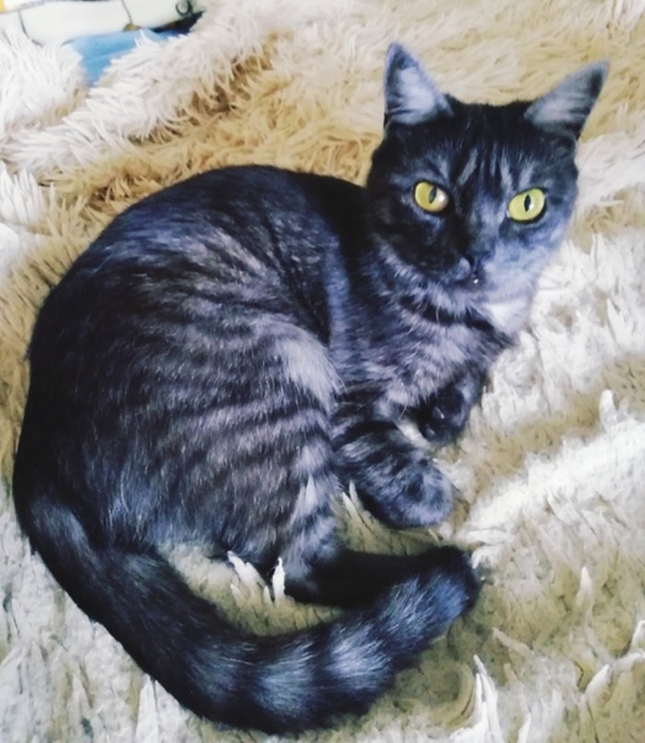 Кошка метис британца