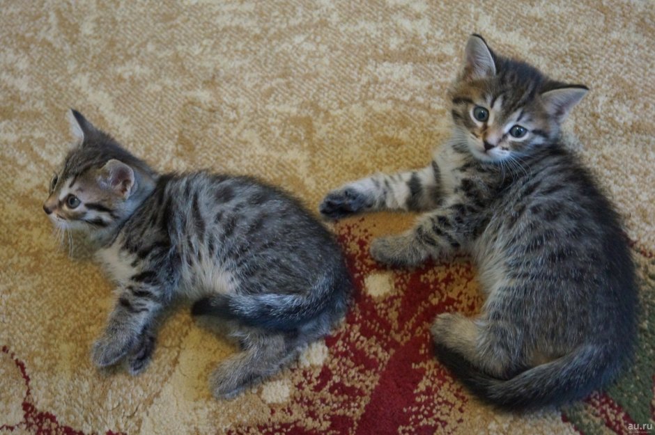 Русская голубая кошка метис