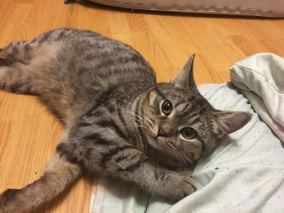 Британская кошка помесь