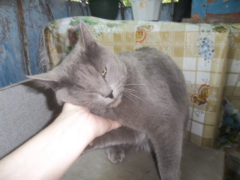 Помесь британец с персоналом