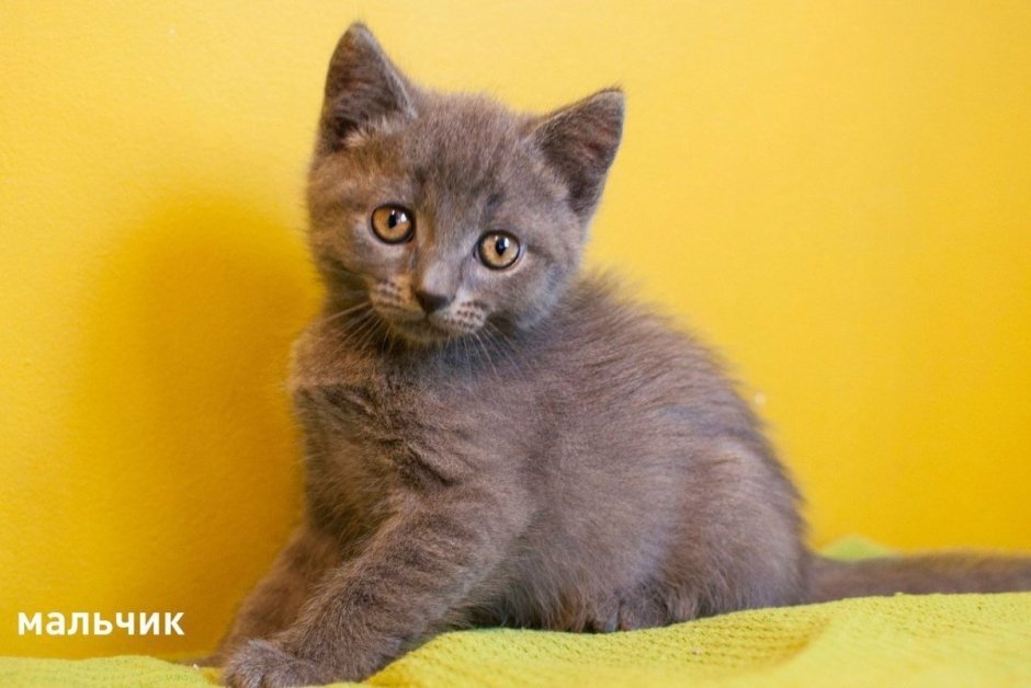 Кот метис британца