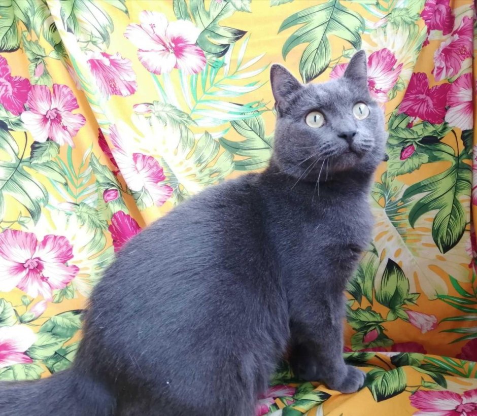 Метис британской кошки котенок