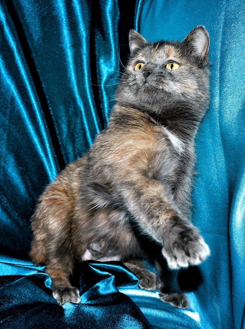 Метис британской кошки