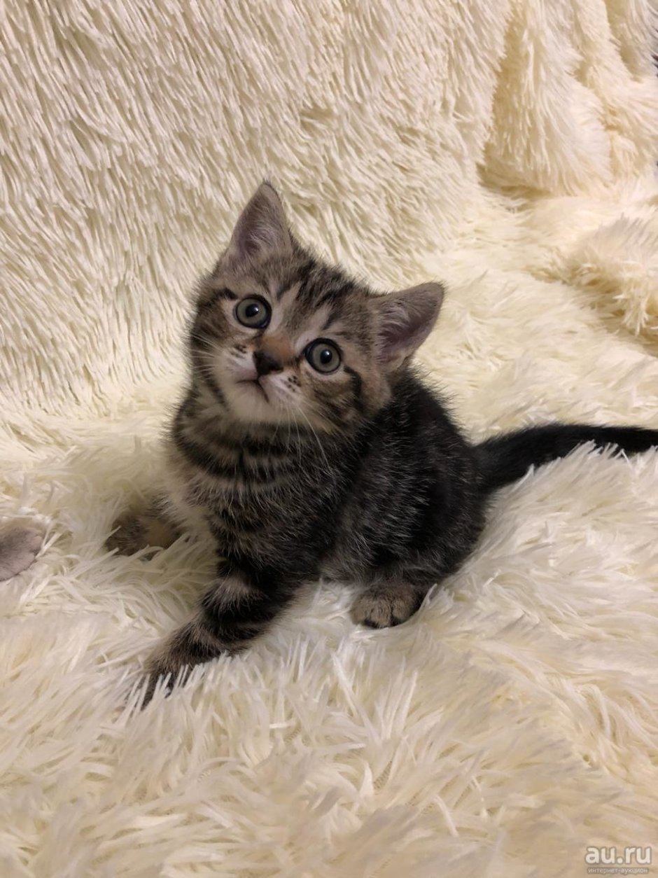 Британец кот метис полосатый