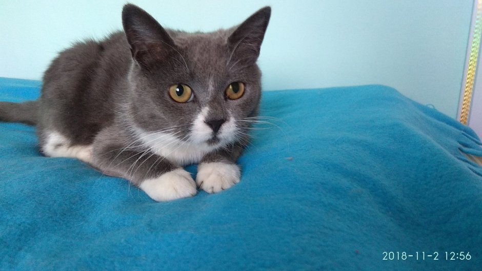 Кошка метис британца