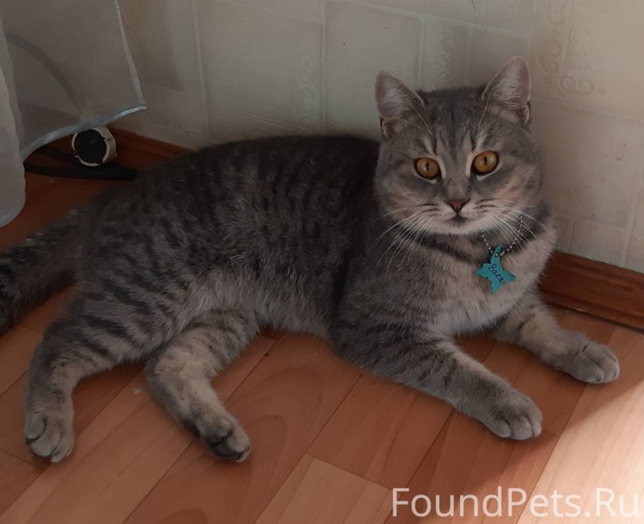 Вася кот британец