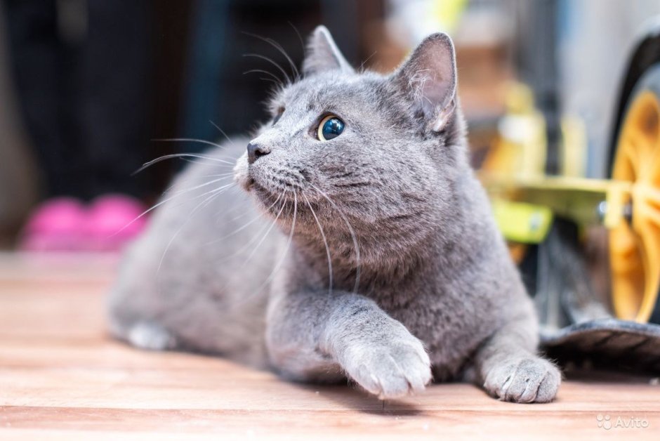 Британская голубая кошка метис