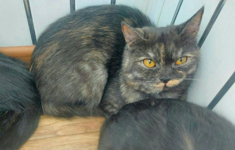 Помесь британца и обычной кошки