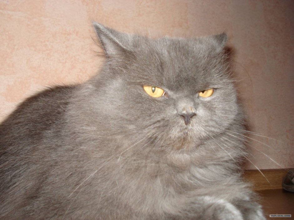 Метис Сибирская кошка и британка