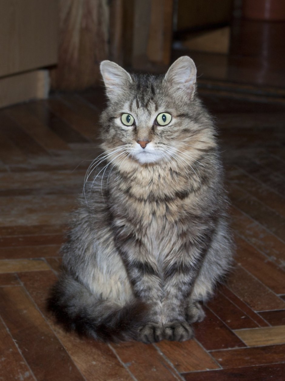 Сибирская кошка гладкошерстная