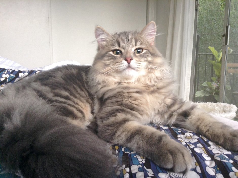 Порода русская голубая метис кошка