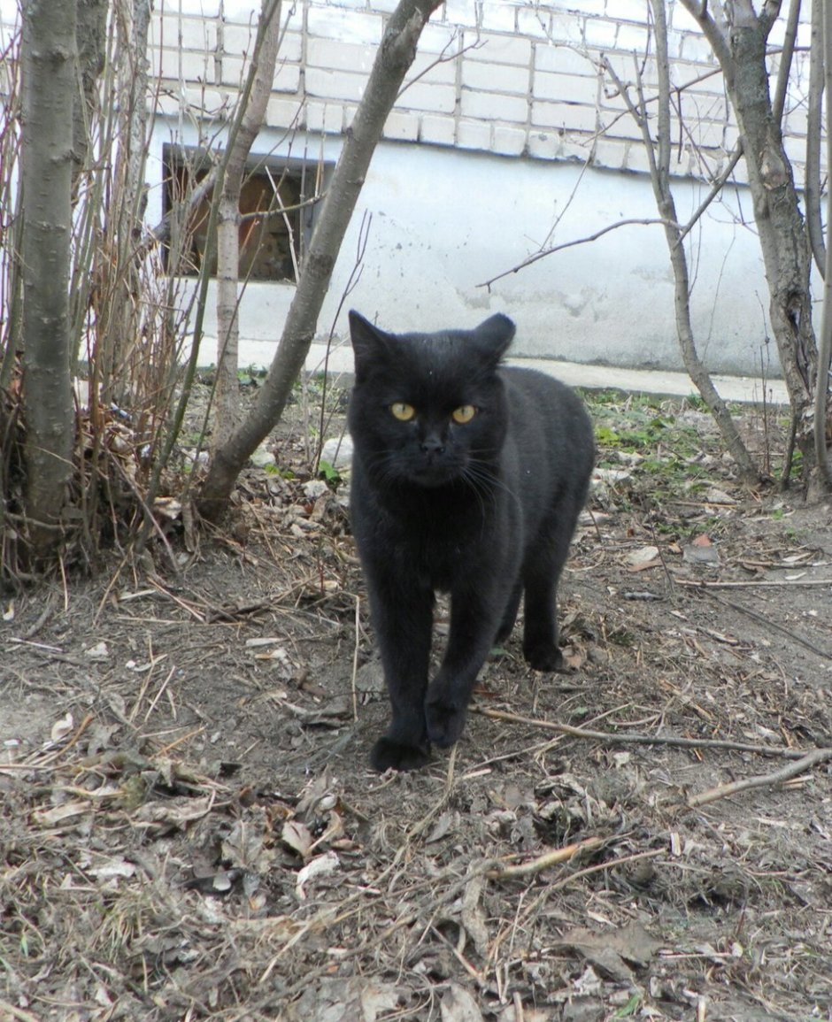 Британский кот помесь с бобтейлом