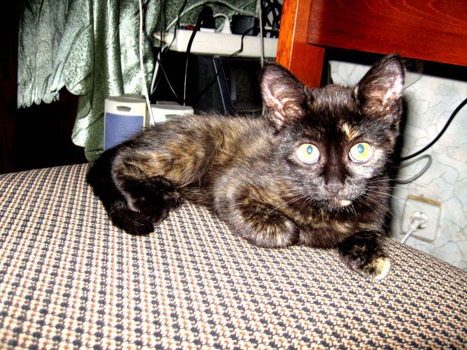 Метис кошка