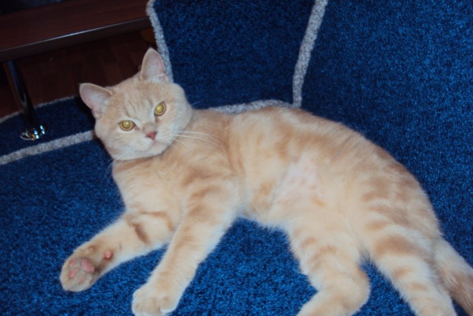 Кремовый метис кот