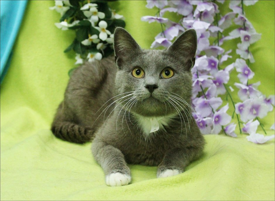 Британский тигровый табби метис