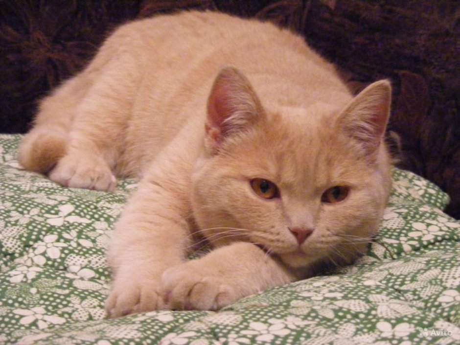 Британский кот персиковый