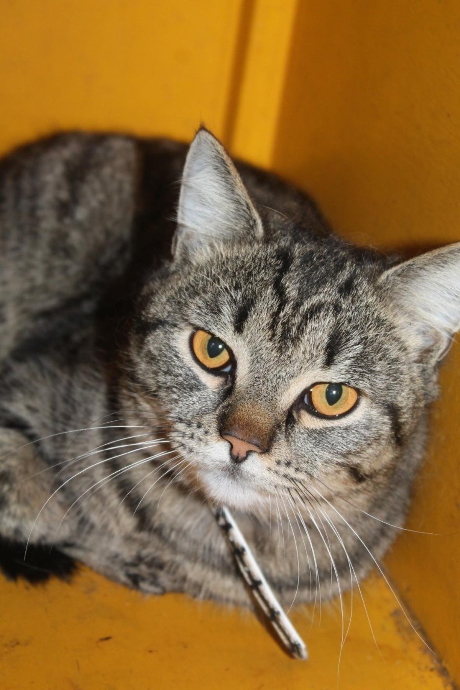 Метис британской кошки