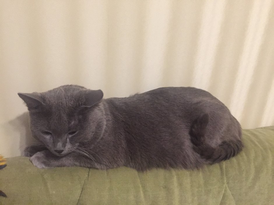 Смесь британца и обычной кошки