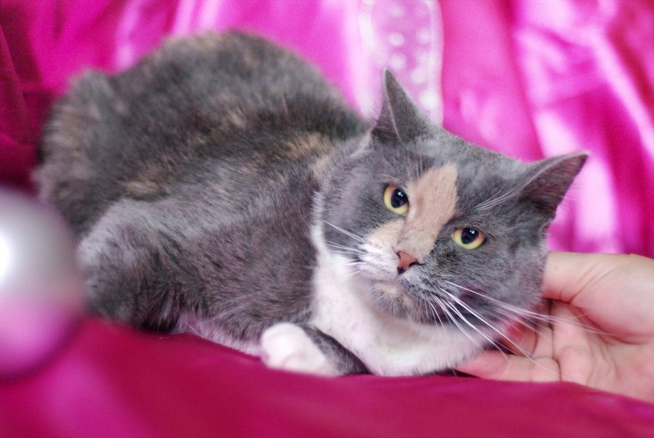 Британский кот метис