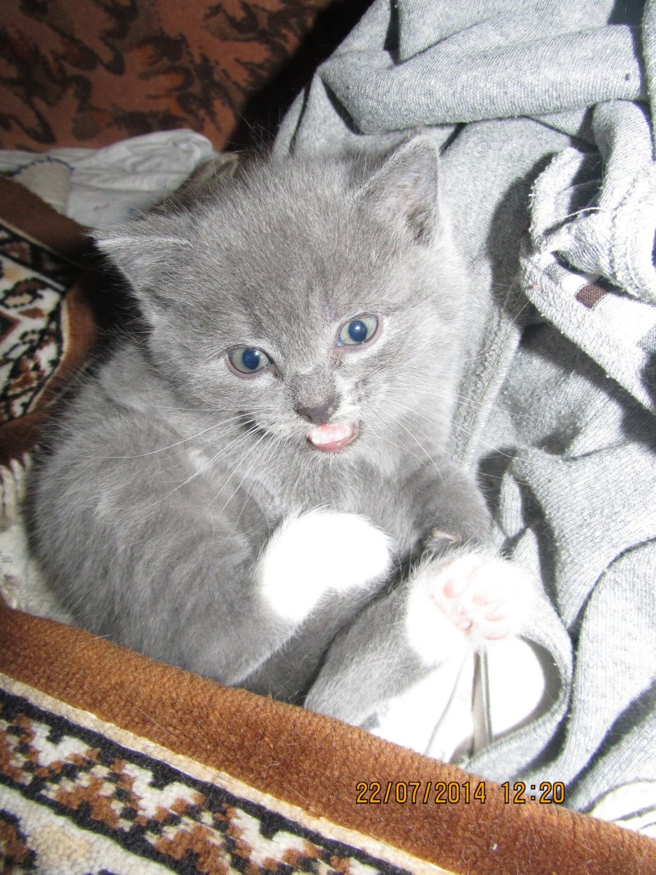 Метис сибирской кошки