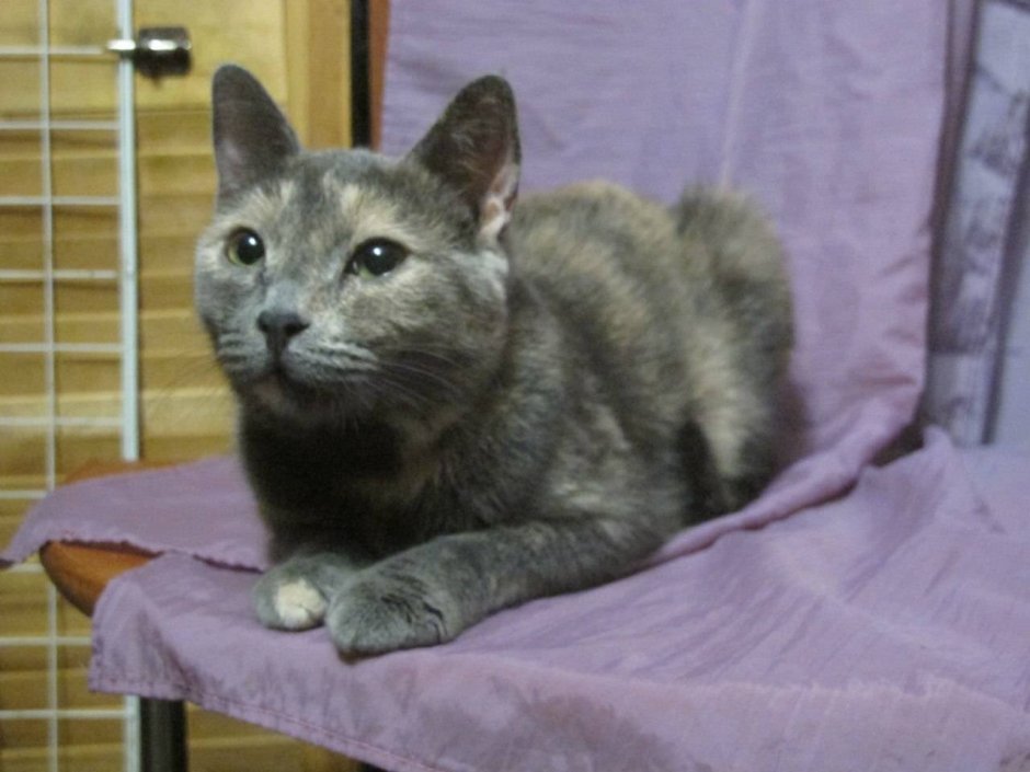 Европейский короткошерстный кот метис