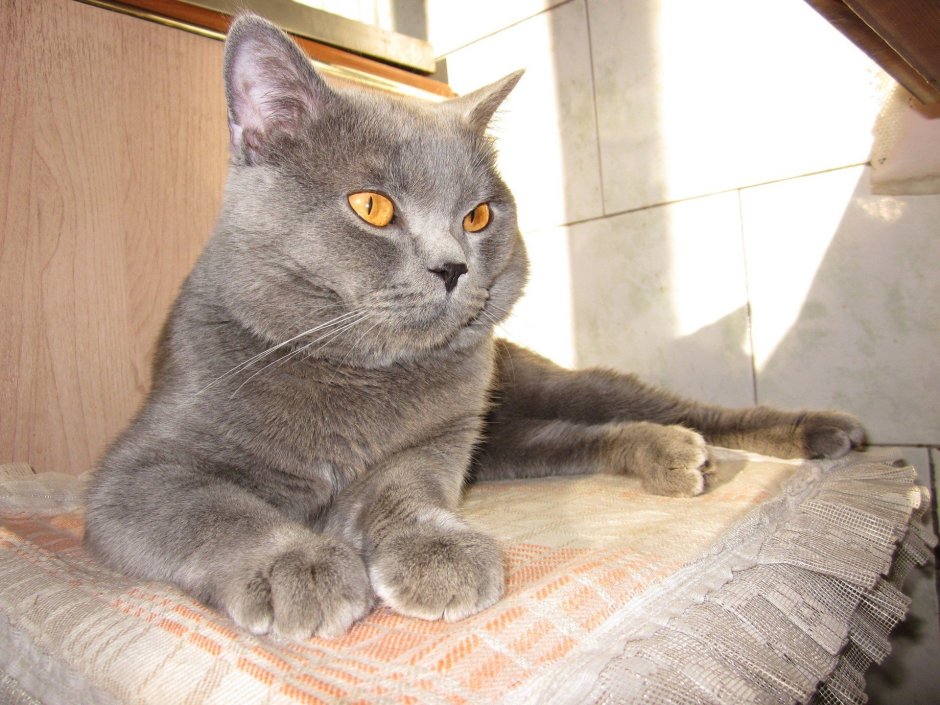 Кот британец в очках