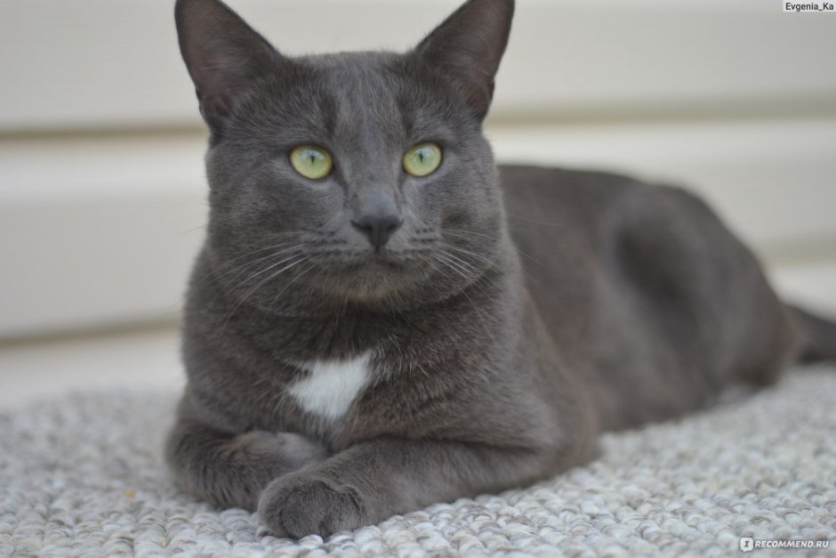 Метис британской кошки