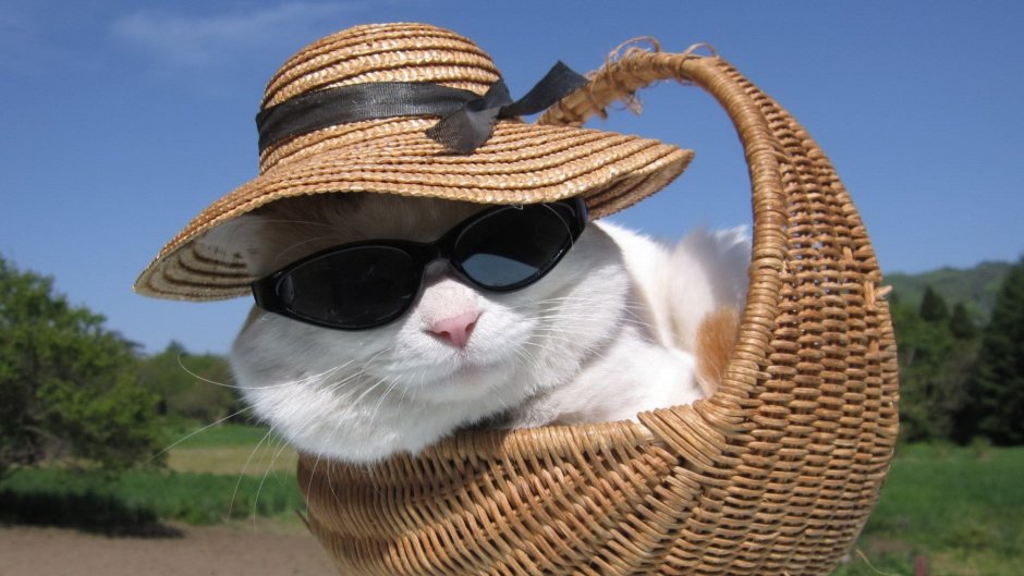 Кот испанец