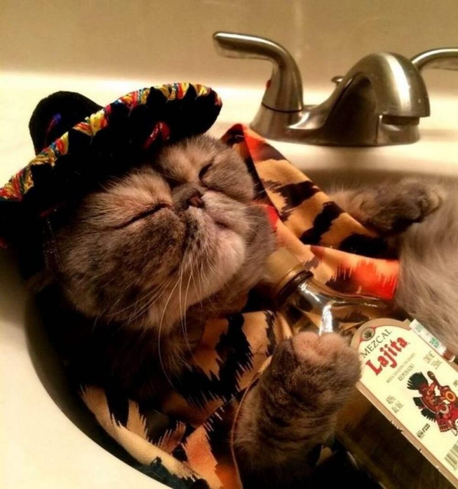 Кот в Сомбреро
