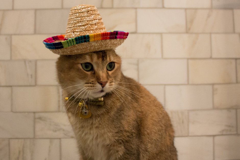 Мексиканский кот