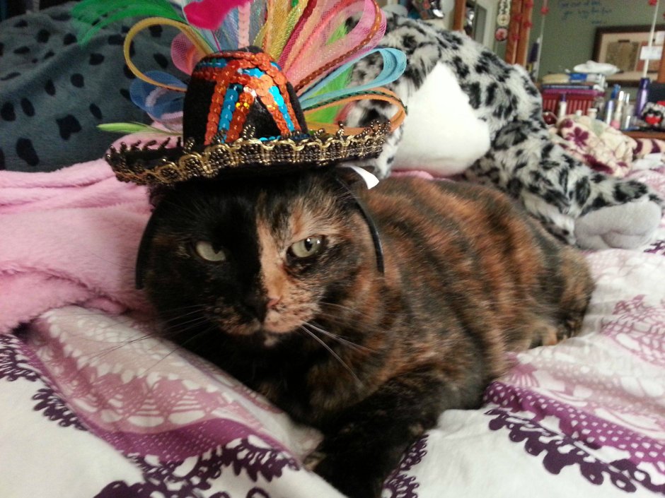 Mariachi Cat