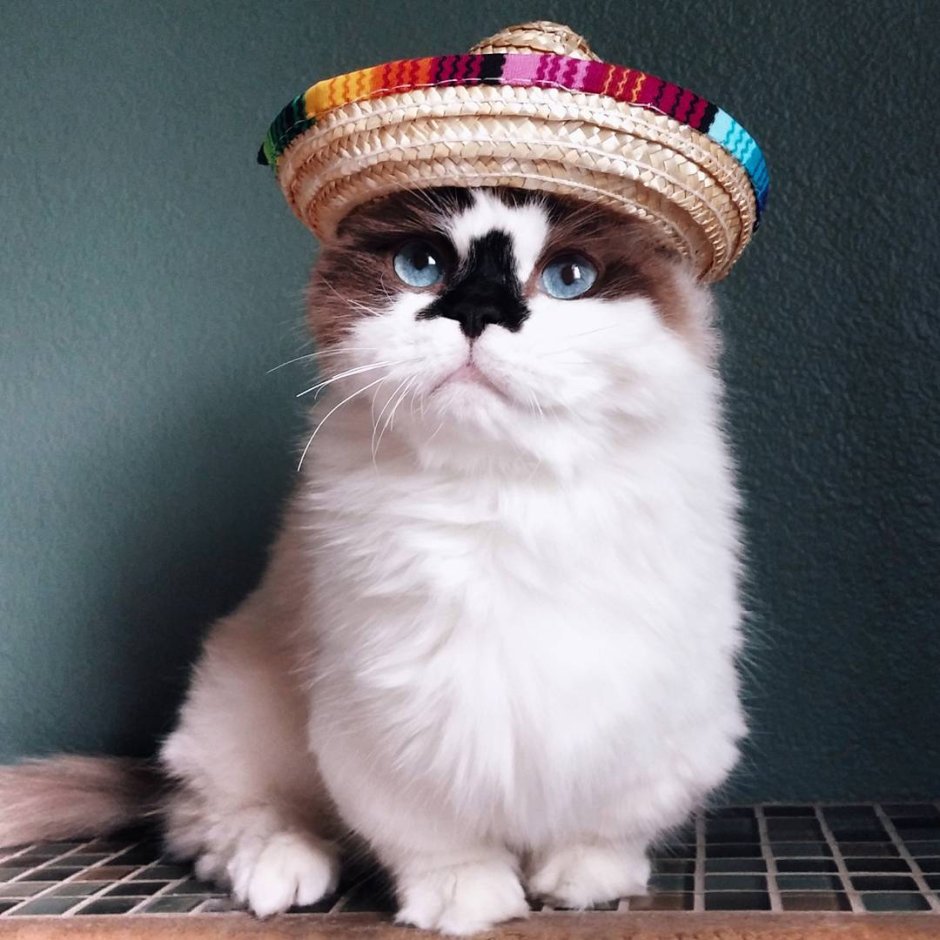 Котик в шляпке