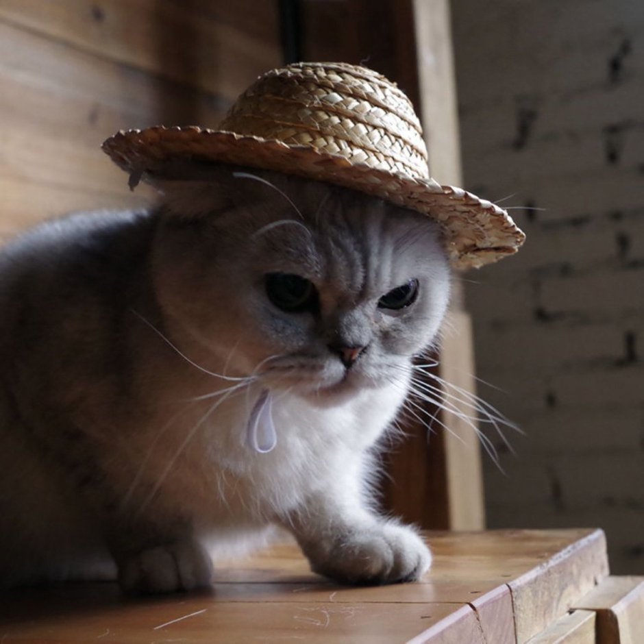 Кот в очках и шляпе