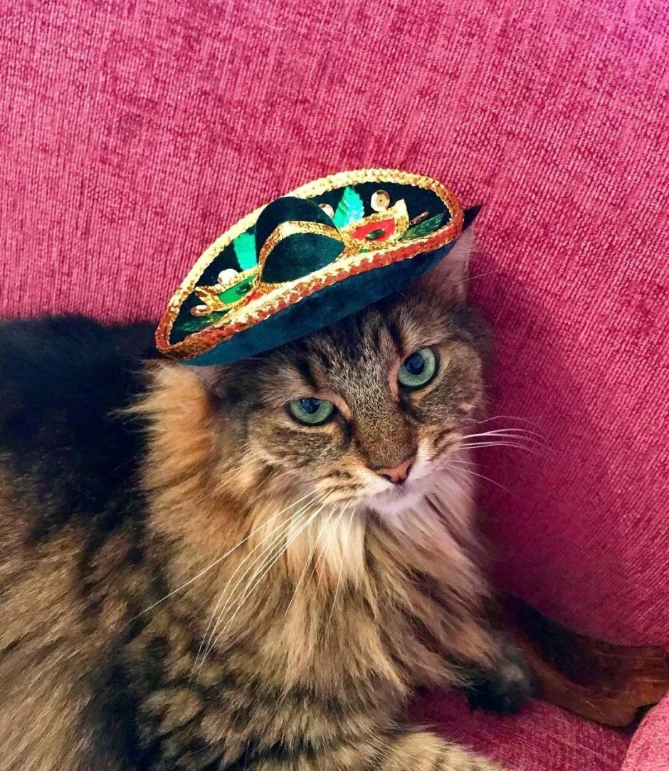 Кошка в Сомбреро