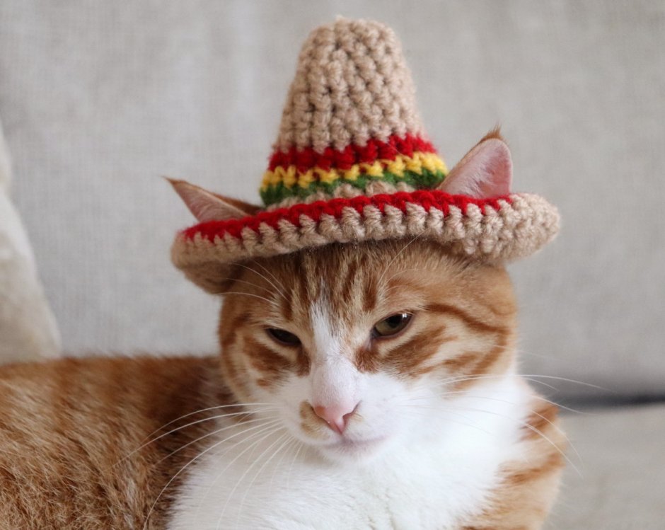 Кот с маракасами