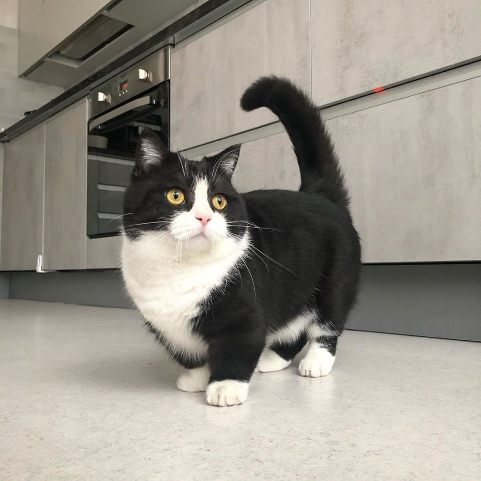 Коты Манчкин