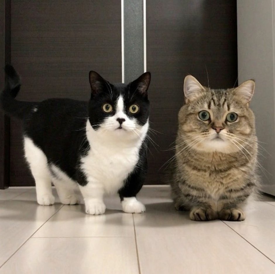 Манчкин кошка