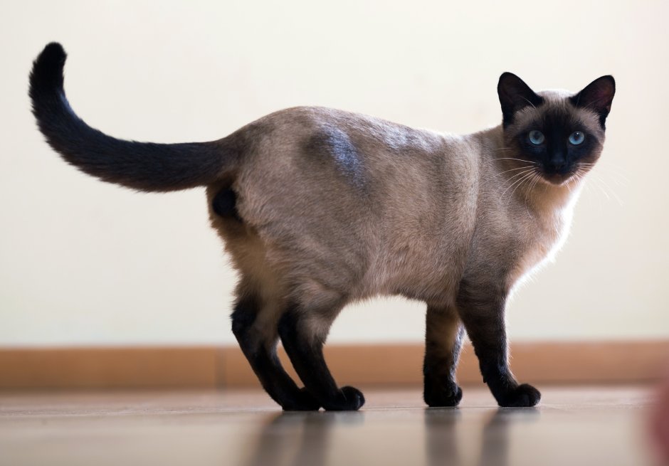 Сиамская Сибирская короткошерстная