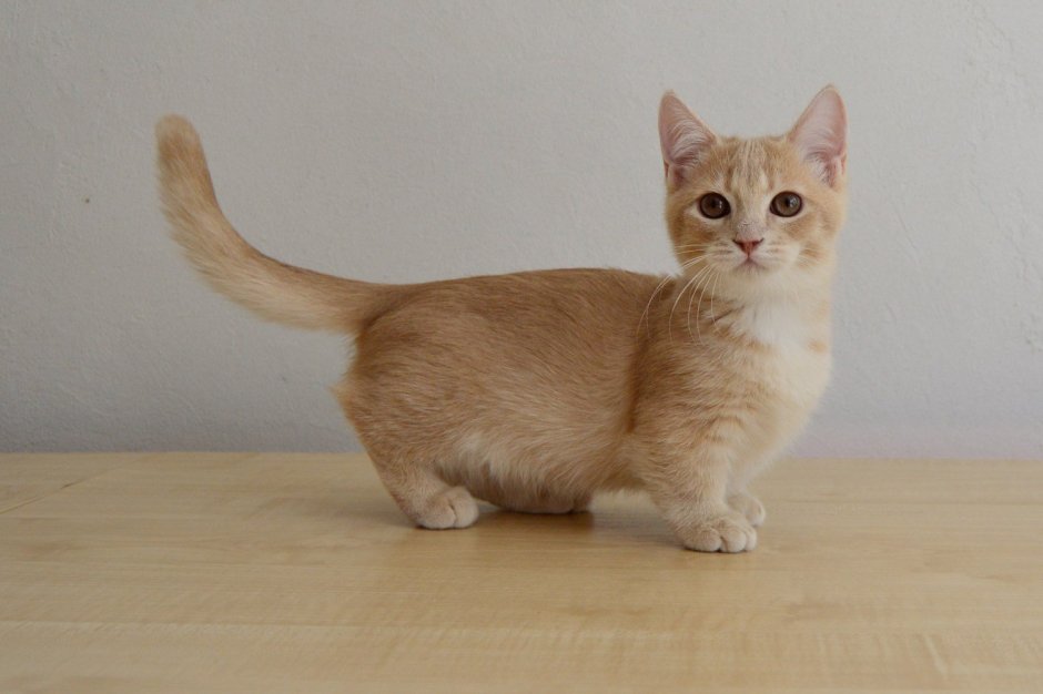 Манчкин шиншилла