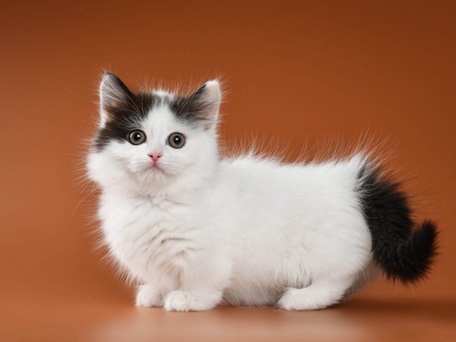 Munchkin Kitty paperized