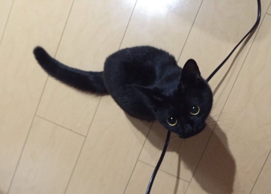 Бритый черный кот