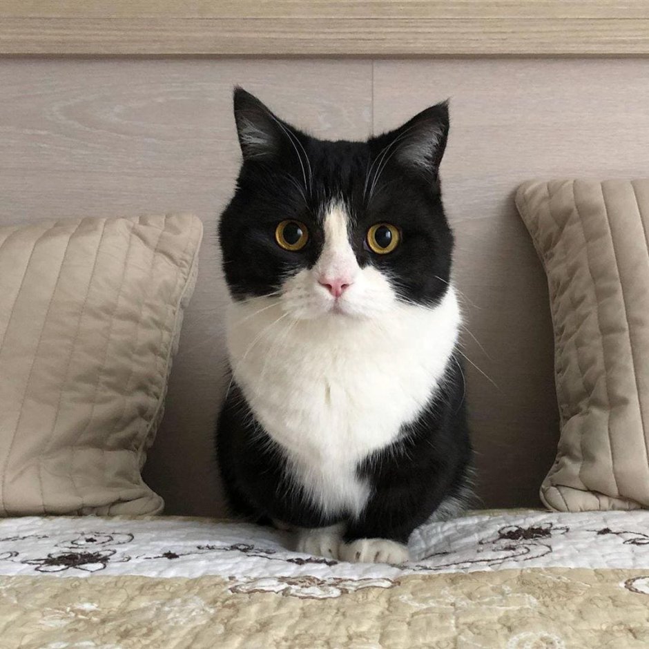Манчкин кот черный