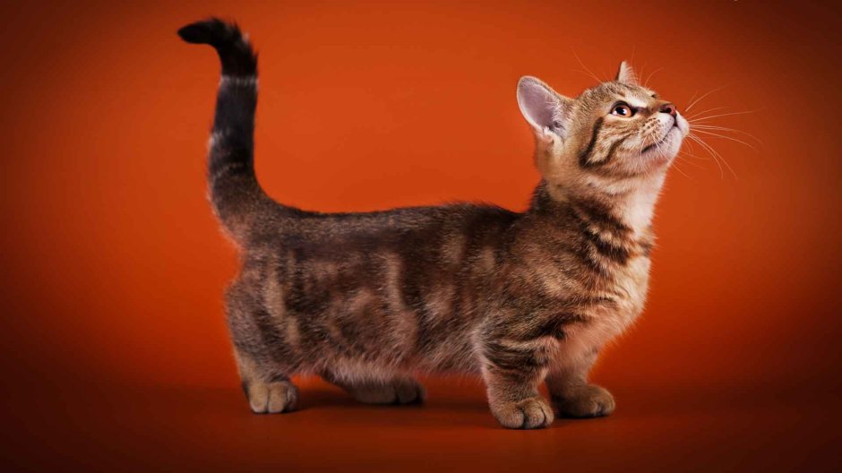 Коротколапые котята Манчкин